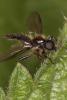 Bibio lanigerus